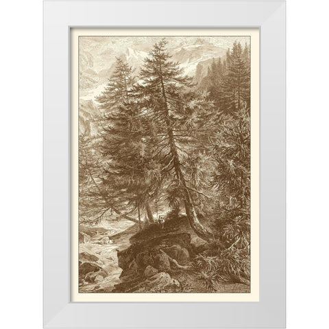 Sepia Larch Tree White Modern Wood Framed Art Print by Heyn, Ernst