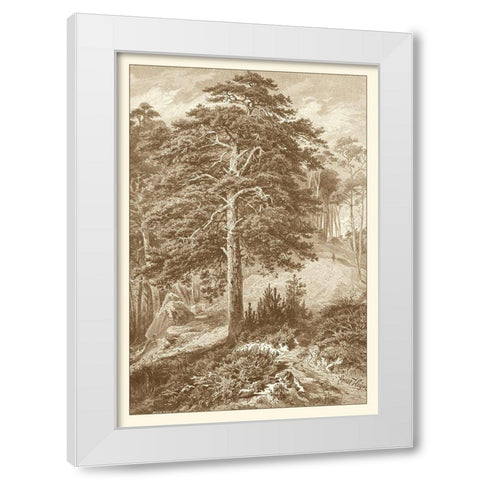 Sepia Wild Pine White Modern Wood Framed Art Print by Heyn, Ernst