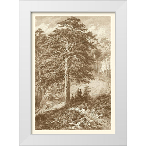 Sepia Wild Pine White Modern Wood Framed Art Print by Heyn, Ernst