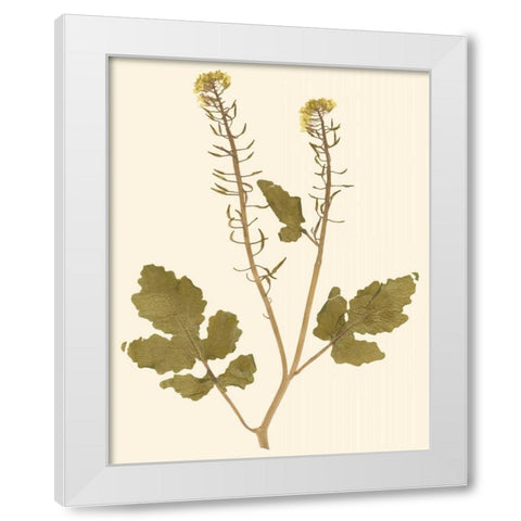 Pressed Botanical I White Modern Wood Framed Art Print by Vision Studio