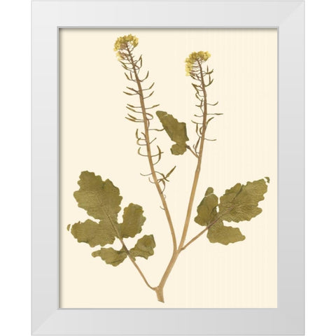 Pressed Botanical I White Modern Wood Framed Art Print by Vision Studio