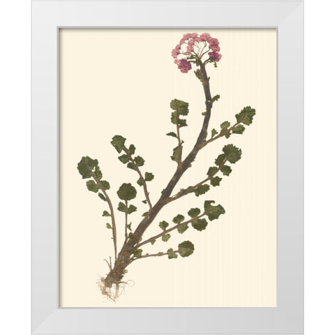Pressed Botanical II White Modern Wood Framed Art Print by Vision Studio