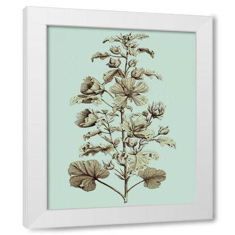 Imperial Munting I White Modern Wood Framed Art Print by Munting, Abraham