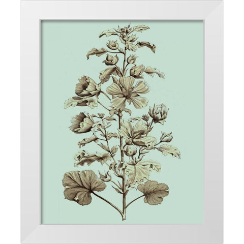 Imperial Munting I White Modern Wood Framed Art Print by Munting, Abraham