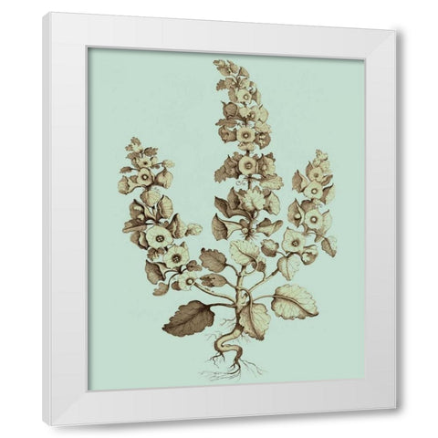 Imperial Munting II White Modern Wood Framed Art Print by Munting, Abraham