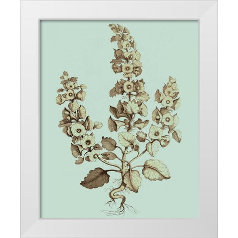 Imperial Munting II White Modern Wood Framed Art Print by Munting, Abraham