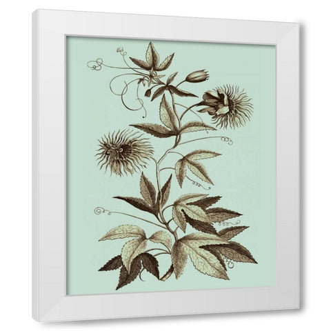 Imperial Munting III White Modern Wood Framed Art Print by Munting, Abraham