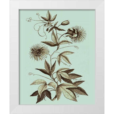 Imperial Munting III White Modern Wood Framed Art Print by Munting, Abraham