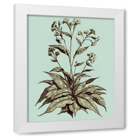 Imperial Munting IV White Modern Wood Framed Art Print by Munting, Abraham