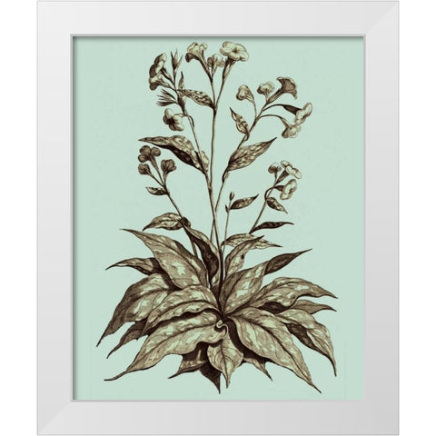 Imperial Munting IV White Modern Wood Framed Art Print by Munting, Abraham
