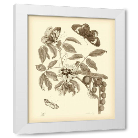 Nature Study in Sepia II White Modern Wood Framed Art Print by Merian, Maria S.