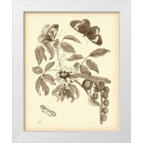 Nature Study in Sepia II White Modern Wood Framed Art Print by Merian, Maria S.