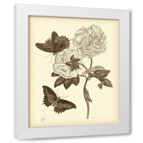 Nature Study in Sepia IV White Modern Wood Framed Art Print by Merian, Maria S.