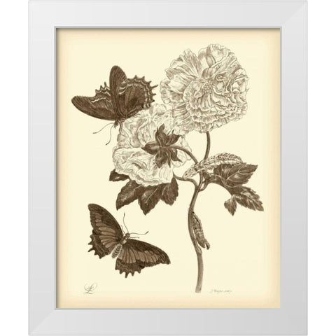 Nature Study in Sepia IV White Modern Wood Framed Art Print by Merian, Maria S.