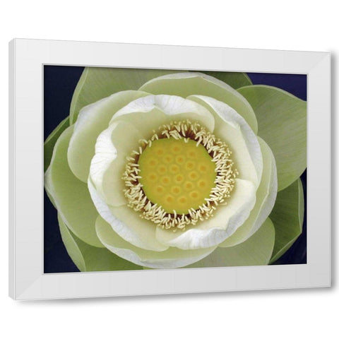 Delicate Lotus II White Modern Wood Framed Art Print by Christensen, Jim