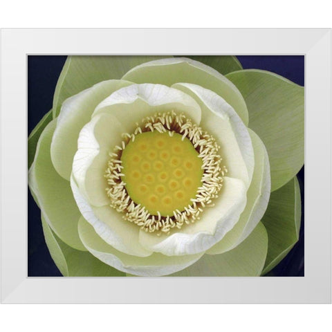 Delicate Lotus II White Modern Wood Framed Art Print by Christensen, Jim
