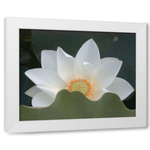 Delicate Lotus III White Modern Wood Framed Art Print by Christensen, Jim