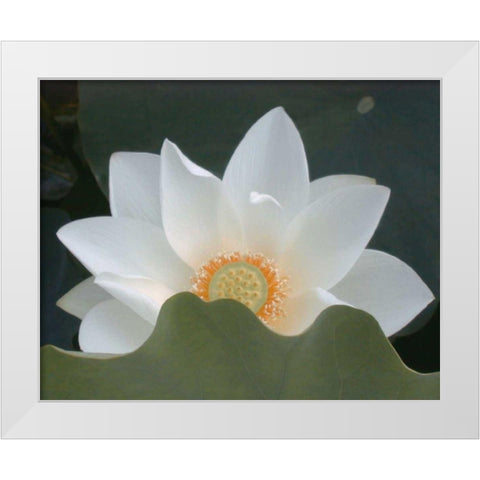 Delicate Lotus III White Modern Wood Framed Art Print by Christensen, Jim