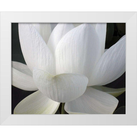 Delicate Lotus V White Modern Wood Framed Art Print by Christensen, Jim