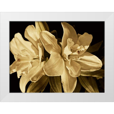 Yvoire Flower II White Modern Wood Framed Art Print by Perry, Rachel