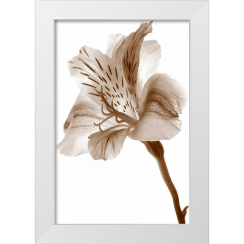 Inflorescence II White Modern Wood Framed Art Print by Project, A.