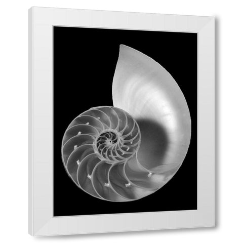 Shell II White Modern Wood Framed Art Print by Christensen, Jim