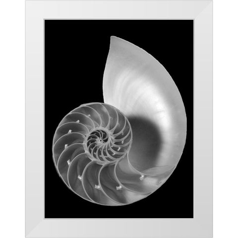 Shell II White Modern Wood Framed Art Print by Christensen, Jim