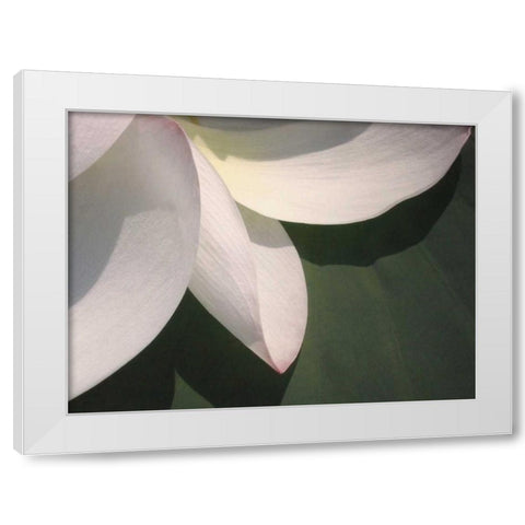 Lotus Detail IV White Modern Wood Framed Art Print by Christensen, Jim