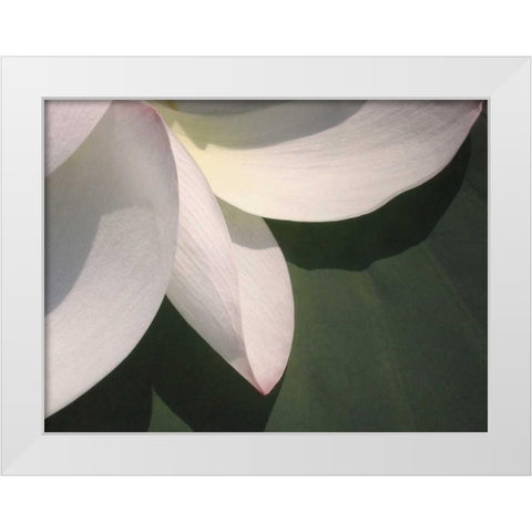 Lotus Detail IV White Modern Wood Framed Art Print by Christensen, Jim