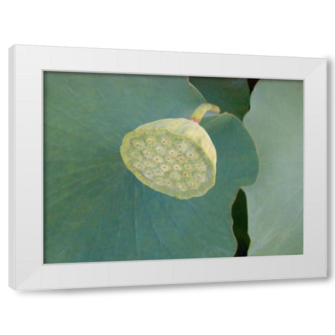 Lotus Detail VIII White Modern Wood Framed Art Print by Christensen, Jim
