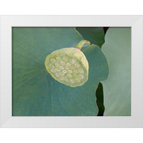 Lotus Detail VIII White Modern Wood Framed Art Print by Christensen, Jim
