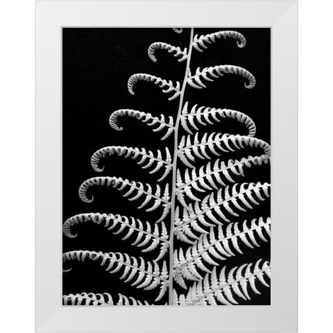 Fern II White Modern Wood Framed Art Print by Christensen, Jim