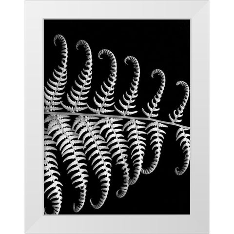 Fern III White Modern Wood Framed Art Print by Christensen, Jim