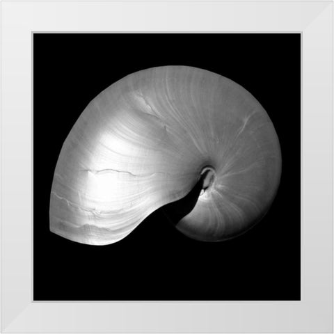 Nautilus Twin I White Modern Wood Framed Art Print by Bay, Noah