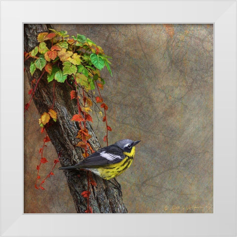 Magnolia Warbler White Modern Wood Framed Art Print by Vest, Chris