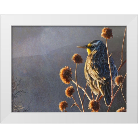 Meadowlark White Modern Wood Framed Art Print by Vest, Chris