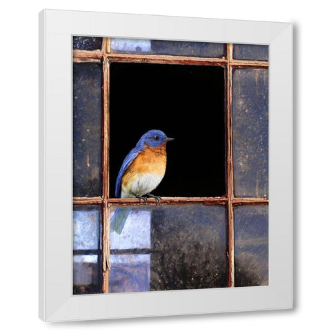 Bluebird Window White Modern Wood Framed Art Print by Vest, Chris