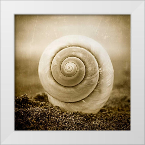 Cochlear III White Modern Wood Framed Art Print by Hartson-Weddle, Ryan