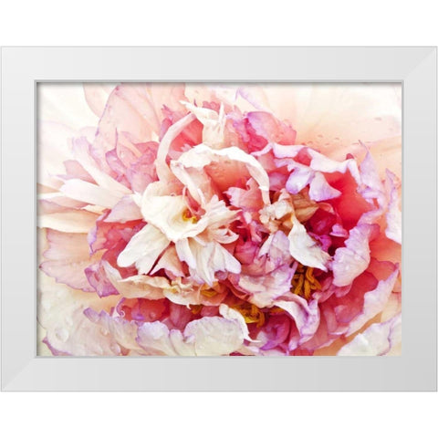 Monets Peony I White Modern Wood Framed Art Print by Perry, Rachel