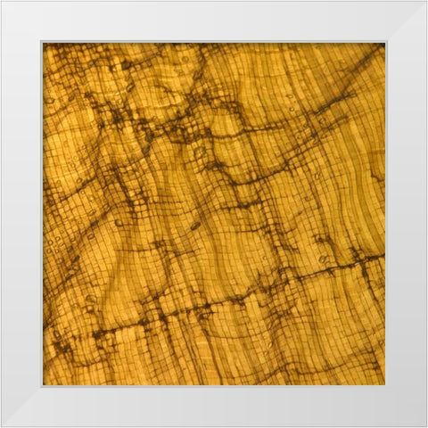 Natures Textures I White Modern Wood Framed Art Print by Vision Studio