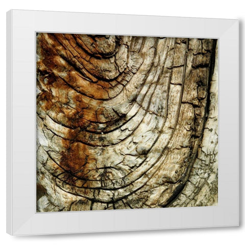 Natures Textures III White Modern Wood Framed Art Print by Vision Studio