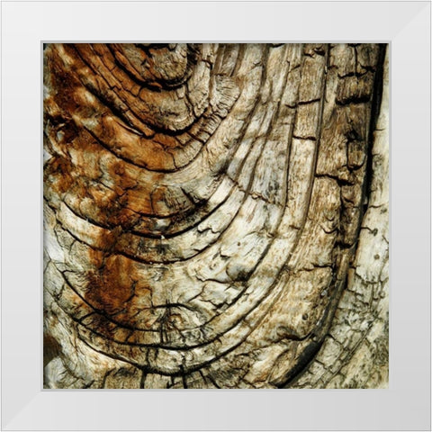 Natures Textures III White Modern Wood Framed Art Print by Vision Studio