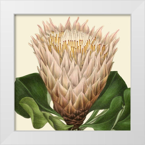 Tropical Vision VI White Modern Wood Framed Art Print by Vision Studio
