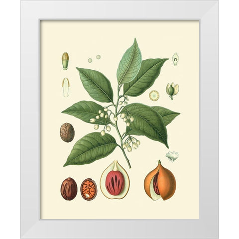 Botanical Glory III White Modern Wood Framed Art Print by Vision Studio