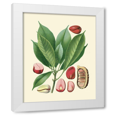 Botanical Glory VI White Modern Wood Framed Art Print by Vision Studio