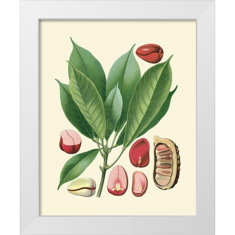 Botanical Glory VI White Modern Wood Framed Art Print by Vision Studio