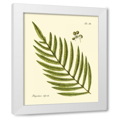 Antique Fern I White Modern Wood Framed Art Print by Vision Studio