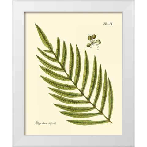 Antique Fern I White Modern Wood Framed Art Print by Vision Studio