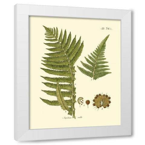 Antique Fern III White Modern Wood Framed Art Print by Vision Studio
