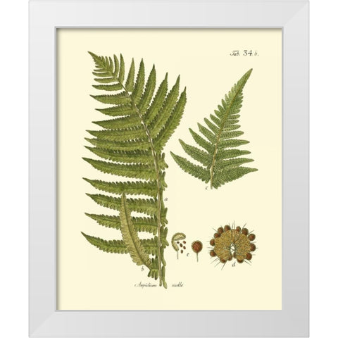 Antique Fern III White Modern Wood Framed Art Print by Vision Studio